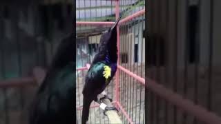 Download lagu King Konin gacor ngobra #short #shorts #gacor #shortvideo #subscribe #konin mp3