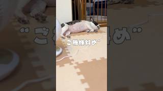 ご機嫌斜めなフレブル