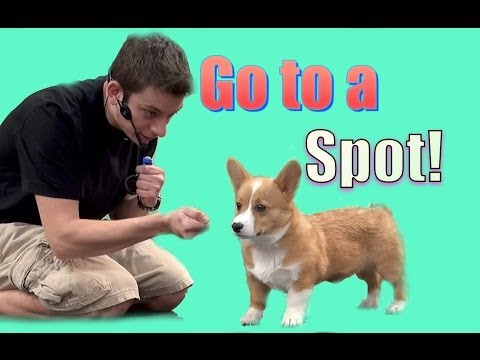 How To Teach Your Dog to Go to a Spot (Go to your mark)