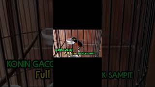 Download lagu konin gacor isian platuk sampit 'Shorts' mp3