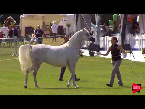 N.29 AGMAL JAHIDDAH - Chantilly 2019 AHO World Cup - 4-7 Years Old Mares (Class 4)