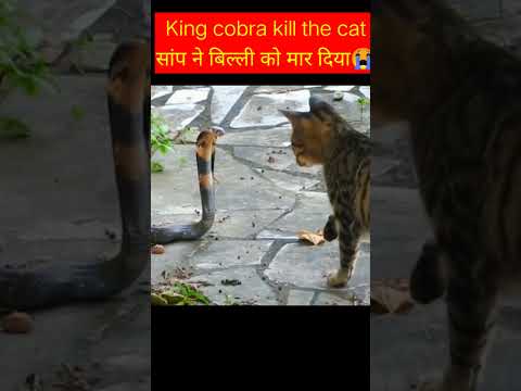 King cobra kill the cat|| सांप ने बिल्ली को मार दिया😭|#shorts#cat#snake#snakecolourfulworld