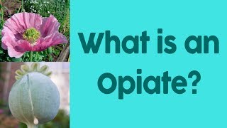 What Is An Opiate? (A Chemical History of the US Heroin Epidemic)