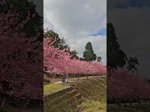 🌸 Você Precisa Conhecer o Cantinho das Cerejeiras em Teresópolis!
