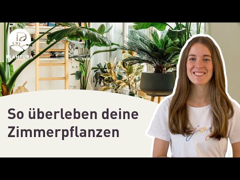 , title : 'Zimmerpflanzen-Pflege für Anfänger (Anleitung)'