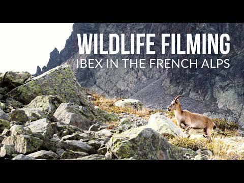 Wildlife Filming - Alpine Ibex in the Alps - 4K