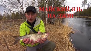 Язь весной на оби