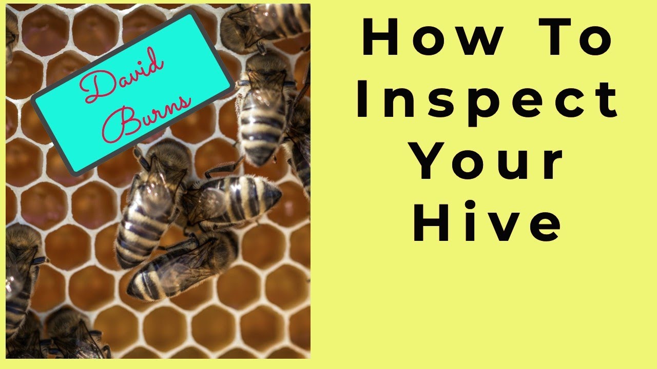 Beekeeping Frame Inspection