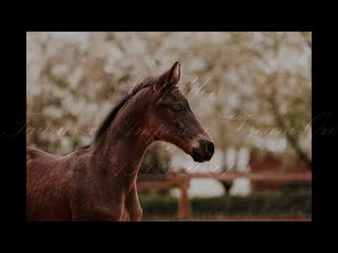 Verkauft! Stutfohlen v. Taurus x Ampère x Dream On *13.03.2021