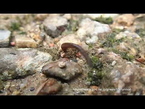 ヒルに襲われた　マレーシア