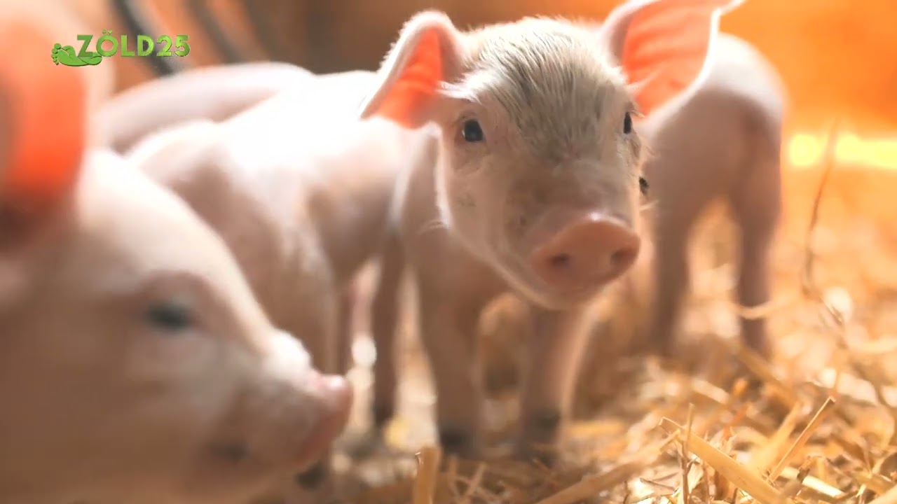 Herbamix D3 1 literes oldat az egészséges csontozat és porcok kialakításáért nagyüzemi intenzíven tartott állatállományokban