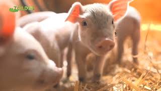 Herbamix D3 1 literes oldat az egészséges csontozat és porcok kialakításáért nagyüzemi intenzíven tartott állatállományokban