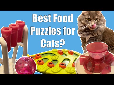 Best Cat Food Puzzles? We tried them all!