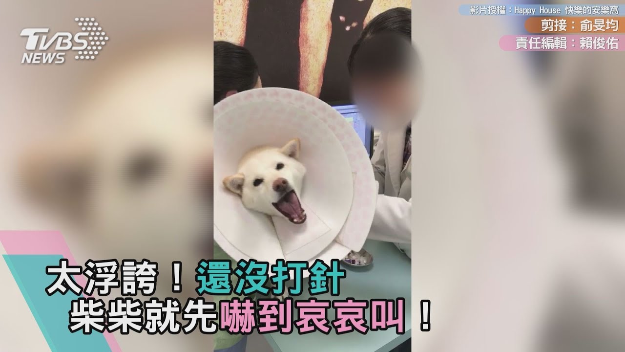 太浮誇!還沒打針 柴柴就先嚇到哀哀叫!