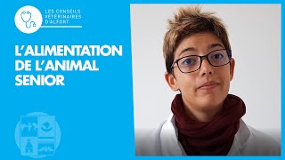 L'alimentation de l'animal senior
