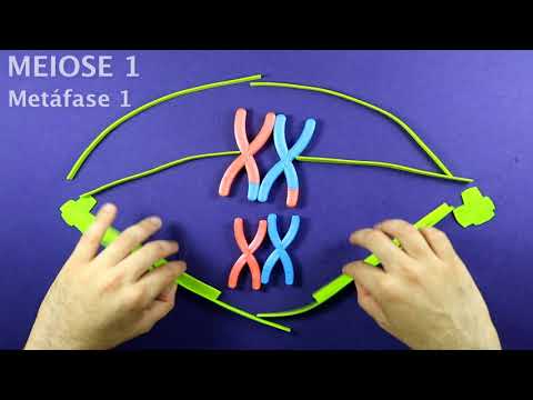 Meiose - divisão celular em mais biologia, com Roger Maia