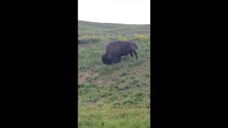 Cry of Buffalo／バッファローの鳴き声