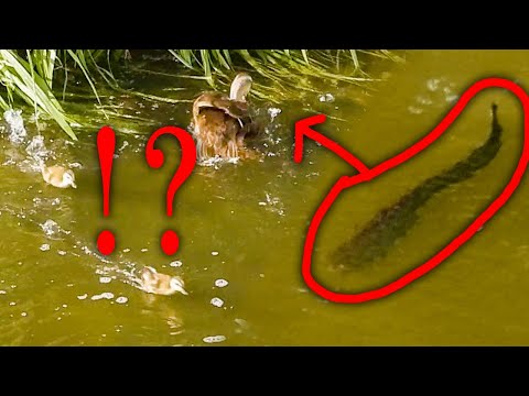 Moment, als ein Raubtier ein Entenbaby angreift. Fisch VS Mutter [Entlein] 0704D Vögel, Wildkameras