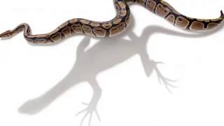 Why evolution is Bullshit Part 2 : The multiple reasons 16-18