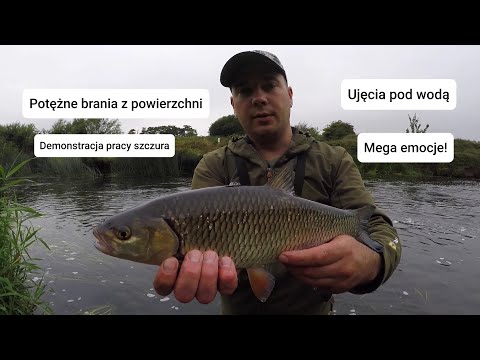 Kleń z powierzchni na SZCZURA SAVAGE GEAR RAT 20CM
