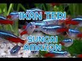 Ikan Hias Black Neon Disungai Amazon