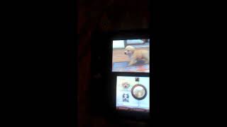 Nintendogs-how how to get more money quickly (READ DESCRIPTION)