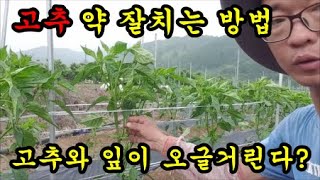 고추3번째약치기 고추잎과고추가 오글거리는이유