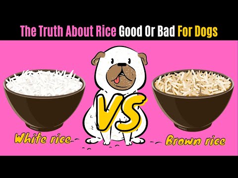 Can Dogs Eat Rice? The TRUTH About RICE Good Or Bad For DOGS.