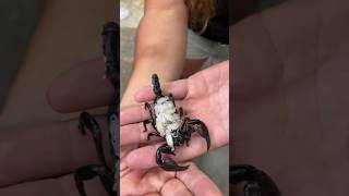 Download lagu Emperor Scorpion Just Had Babies😳🥰 #wow #beautiful #nature #wildlife #cool #animals mp3 Download lagu Emperor Scorpion Just Had Babies😳🥰 #wow #beautiful #nature #wildlife #cool #animals mp3
