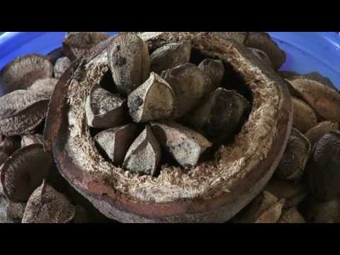 Programa de Turismo de Base Comunitária: o IPÊ em Manaus