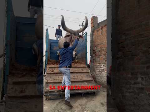 Big Horn Kankrej Ox Unloading At Mullickpur Cattle Farm #shorts #kankrej #shortsfeed #youtubeshorts
