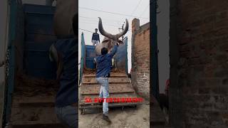 Download lagu Big Horn Kankrej Ox Unloading At Mullickpur Cattle Farm #shorts #kankrej #shortsfeed #youtubeshorts mp3