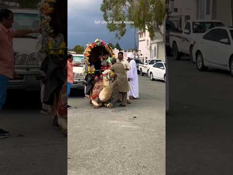 Camel ride in Taif city | Saudi Arabia| Horse Riding #saudiarabia #taifcity #shorts #ytshorts #viral