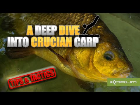 A DEEP DIVE INTO CRUCIAN CARP - Crucian Tactics & Tips