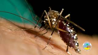 Dump it! Drain it! Scrub it Clean! Weekly Mosquito Prevention Routine