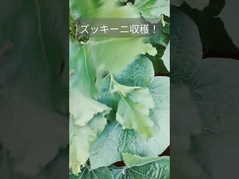 ズッキーニの種を播く前に浸したほうがよいでしょうか？  庭園