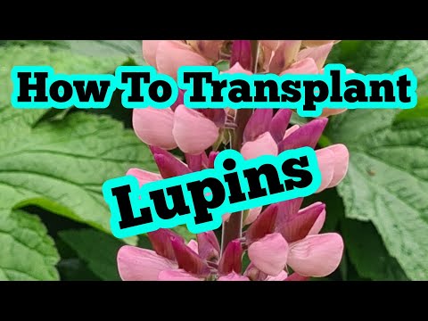 download lagu mp3 mp4 Transplanting Lupins, download lagu Transplanting Lupins gratis, unduh video klip Transplanting Lupins