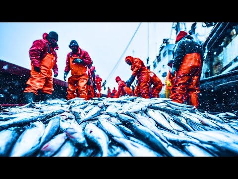 🌊 ¡La mayor EXPEDICIÓN DE PESCA del planeta Japón CAPTURA 2 300 TONELADAS en tan solo UNA HORA!