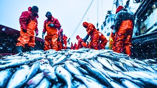 🌊 ¡La mayor EXPEDICIÓN DE PESCA del planeta Japón CAPTURA 2 300 TONELADAS en tan solo UNA HORA!