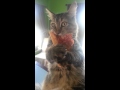 Crazy pizza stealing kitten