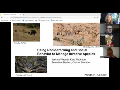 Using Radio-tracking and Social Behavior to Manage Invasive Species- HTSTW Project