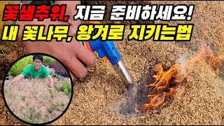 꽃샘추위, 왕겨로 꽃눈을 미리 지켜주세요 (중부지역시청필수! )