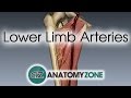 Lower Limb Arteries Overview 3D Anatomy Tutorial