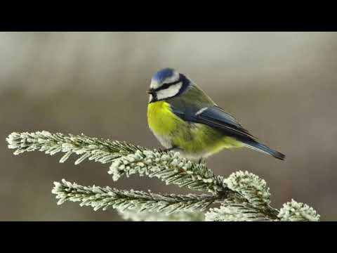 Maza zila zīlīte - Jānis Lūsēns/Inese Zandere