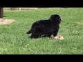 Bernese Mountain Dog dogs for sale: Crooked Jim - Video 1