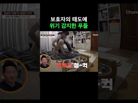 위기 감지한 푸들 #개와늑대의시간2 #개늑시2