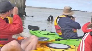 preview picture of video 'Canoe the Coorong New Zealand Fur Seal movie.mp4'