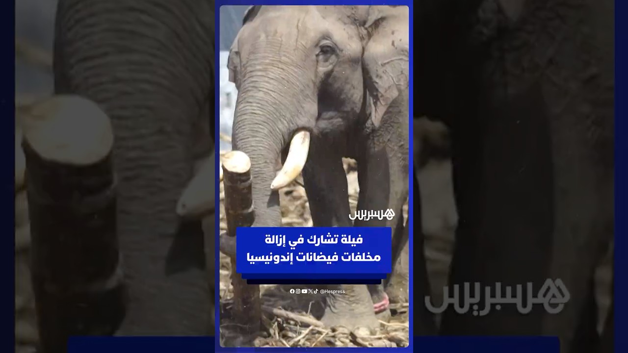 فيلة تشارك في إزالة الأنقاض بعد الفيضانات التي تضررت منها إندونيسيا thumbnail