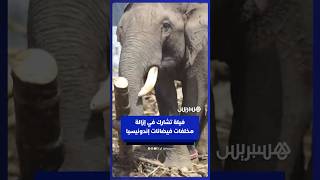 فيلة تشارك في إزالة الأنقاض بعد الفيضانات التي تضررت منها إندونيسيا thumbnail