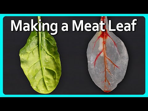 A Leaf Made of... Meat??